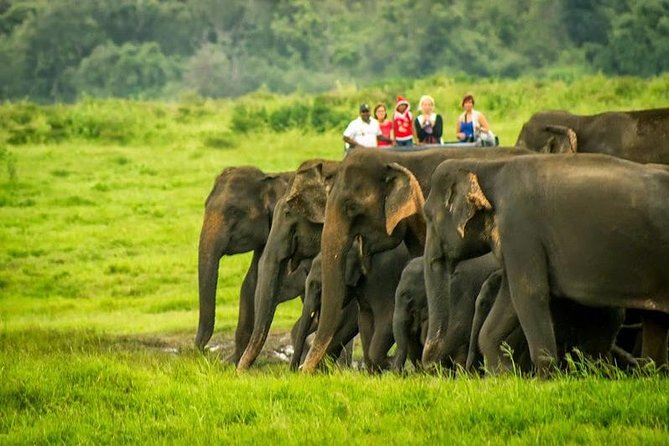 Udawalawe N.P